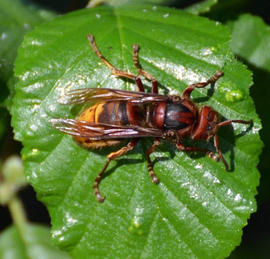 Calabrone?  S, regina di Vespa crabro